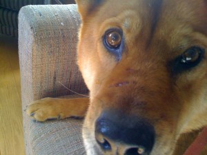 Wado Dog after another raccoon incident