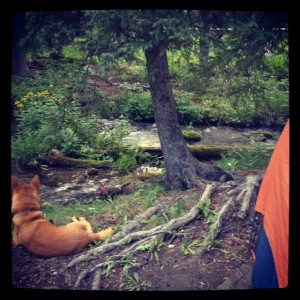4 weeks and 3 days of camping with Wado Dog